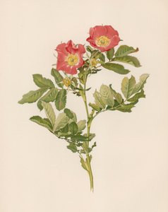 English Rose by English School